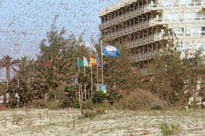 The Locusts Continue Global Trek