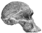 Taung Child