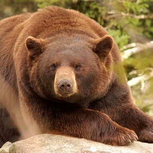 Bear Market - Photo by Appalachian Encounters