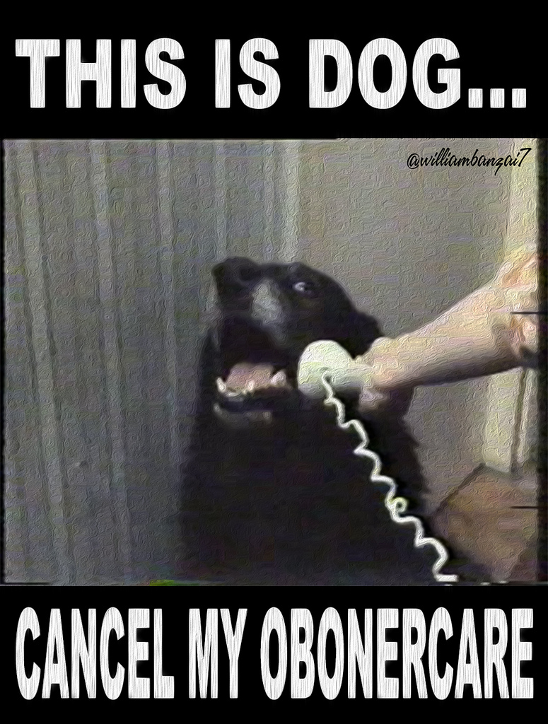 THIS IS DOG