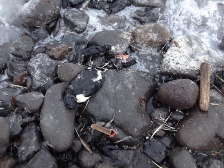 Dead Birds In Alaska