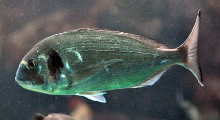 Black Sea Bream