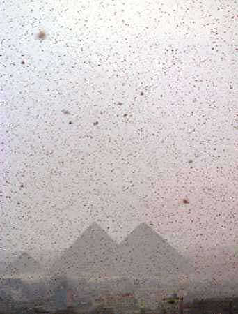 The Locusts Have Arrived - 11-17-04